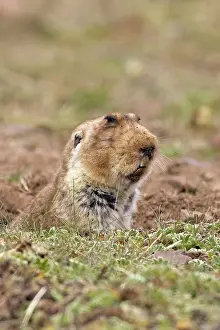 Tachyoryctes: Giant Mole-rat