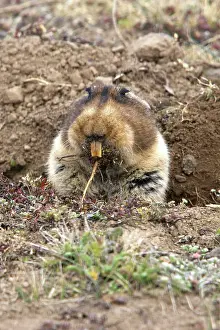Tachyoryctes: Giant Mole-rat