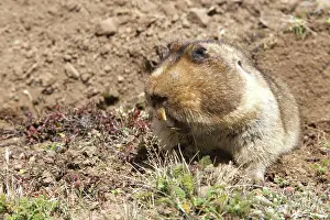 Tachyoryctes: Giant Mole-rat