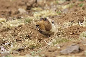 Tachyoryctes: Giant Mole-rat