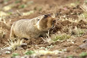 Tachyoryctes: Giant Mole-rat