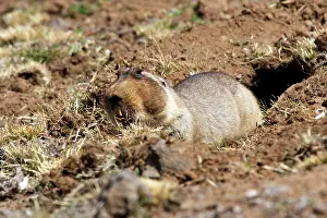 Tachyoryctes: Giant Mole-rat