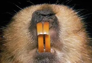 Mouths: GIANT MOLE RAT