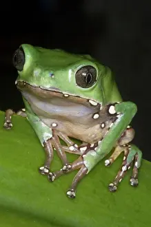 Secretion: Giant Monkey Frog