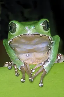 Secretion: Giant Monkey Frog