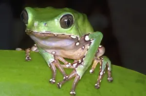 Secretion: Giant Monkey Frog
