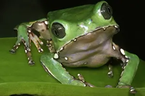 Secretion: Giant Monkey Frog