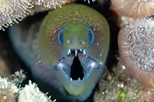 Moray: Giant Moray Eel