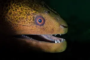 Moray: Giant Moray Eel