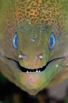 Strait: Giant Moray Eel