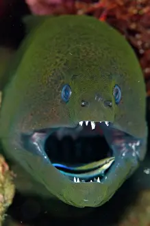 Moray: Giant Moray Eel