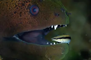 Moray: Giant Moray Eel