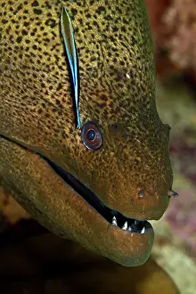 Labroides: Giant Moray Eel - being cleaned by a Cleaner Wrasse