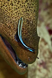 Labroides: Giant Moray eel - being cleaned by a Cleaner Wrasse
