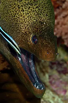 Labroides: Giant Moray eel - being cleaned by a Cleaner Wrasse