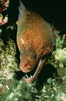 Javanicus: Giant Moray Eel - Being cleaned by shrimps