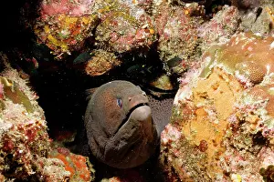 Crevice: Giant moray eel looking out from its sheltering crevice