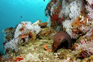 Tangled: Giant Moray Eel - surrounded by White Tangled Bryozoan