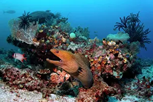 Eels: Giant Moray (Gymnothorax javanicus), looking out