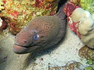 Moray: Giant Moray (Gymnothorax javanicus) moray, underwater