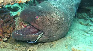 Freight: Giant Moray (Gymnothorax javanicus) moray, Coral