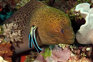 Cleaner: Giant Moray moray (Gymnothorax javanicus) and cleaner