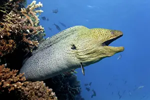 Javanicus: Giant Moray moray (Gymnothorax javanicus) with open