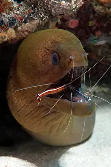 Prawn: Giant Moray moray (Gymnothorax javanicus) and white-band