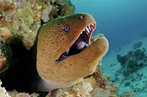Opened: Giant moray, Red Sea, Egypt, Africa