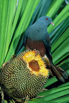 Goliath: Giant / Notu Pigeon - feeding on Pandanus fruit