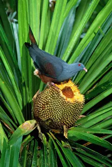 Goliath: Giant / Notu Pigeon - feeding on Pandanus fruit