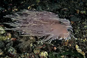 Chromodorididae: Giant nudibranch Dendronotus iris Vancouver Island British C