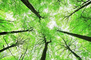 Beeches: Giant old beeches, natural beech forest, forest