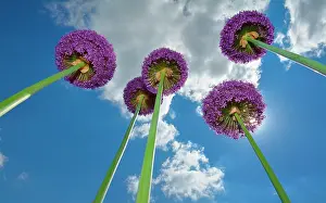 Onion: Giant Onion (Allium giganteum) in bloom, France