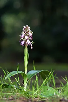 Robertianum: Giant Orchid
