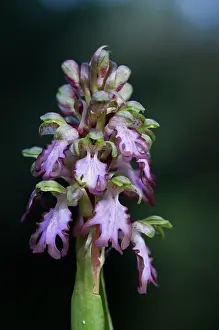 Robertianum: Giant Orchid
