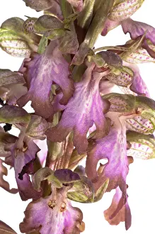 Robertianum: Giant Orchid on white background