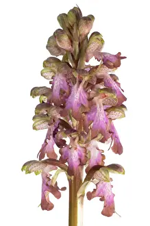 Robertianum: Giant Orchid on white background