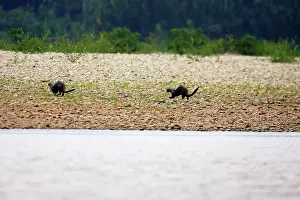 Pteronura: Giant Otter