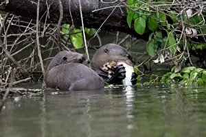 Pteronura: Giant Otter