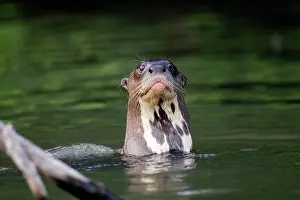 Pteronura: Giant Otter