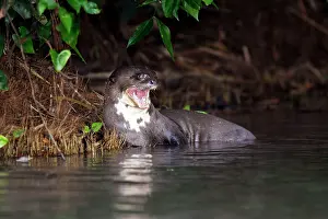 Pteronura: Giant Otter