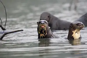 Pteronura: Giant Otter