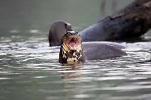 Pteronura: Giant Otter