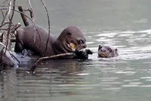 Pteronura: Giant Otter