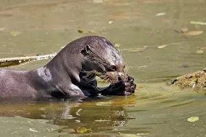 Pteronura: Giant Otter