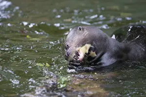 Pteronura: Giant Otter