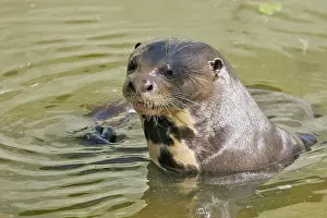 Pteronura: Giant Otter
