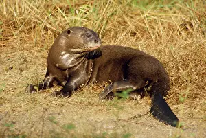 Pteronura: GIANT OTTER