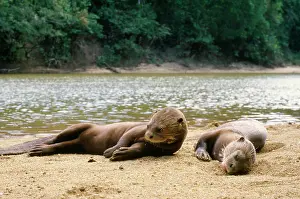 Pteronura: Giant Otter